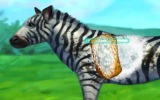 Zebra Bakımı